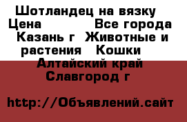 Шотландец на вязку › Цена ­ 1 000 - Все города, Казань г. Животные и растения » Кошки   . Алтайский край,Славгород г.